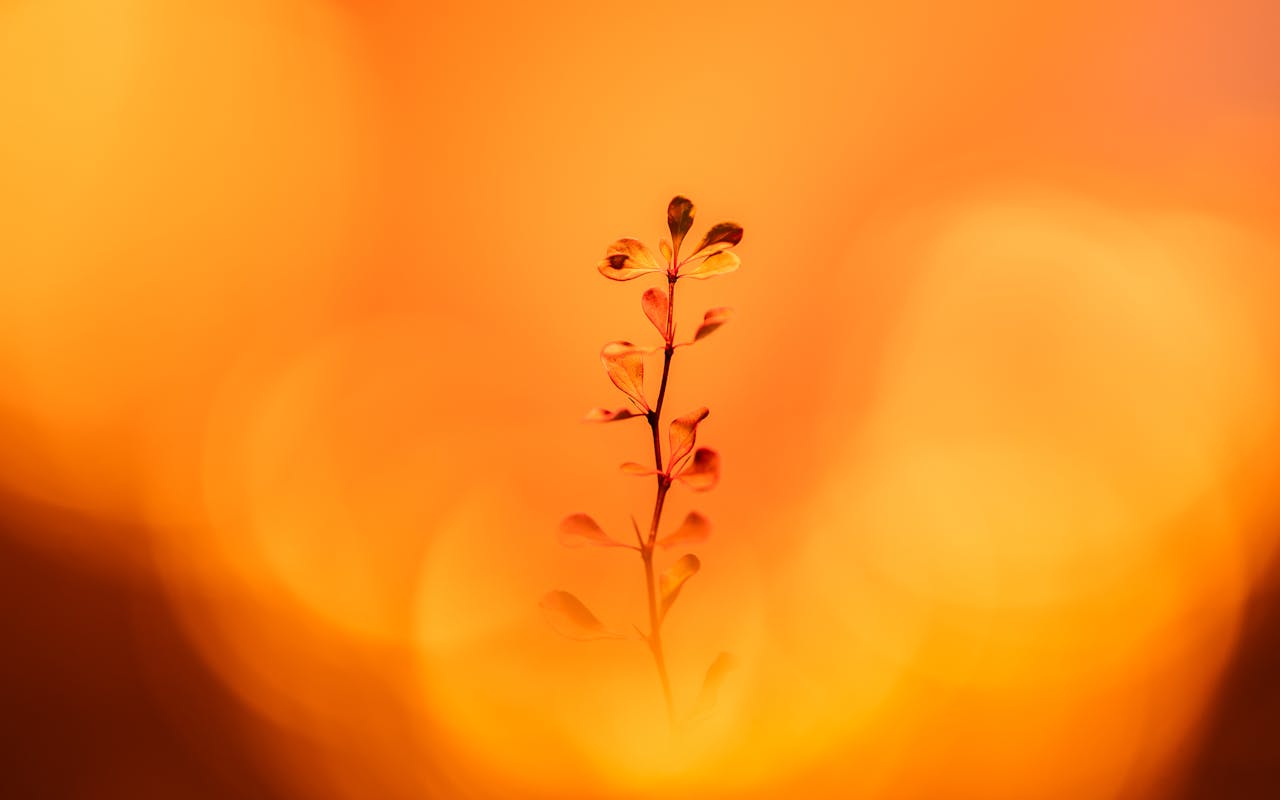 Illustration of fire, growth and transformation